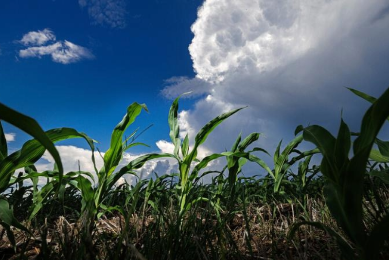 storm clouds over corn